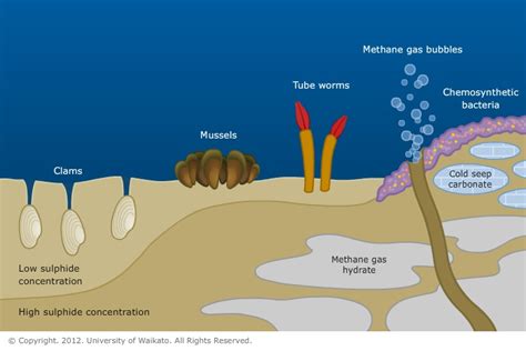 A typical cold-seep community — Science Learning Hub