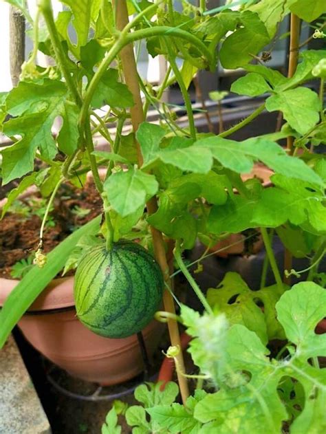 Watermelon Plant » Fruit Trees • Teo Joo Guan Horticulture