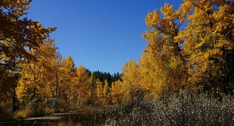 Fall Colors in Calgary, Canada [OC] (5935x3207) : r/EarthPorn