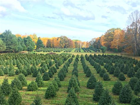 Michigan Grown Landscape Trees for Sale | Black River