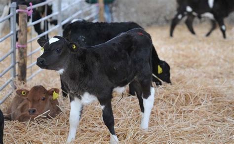 Producing dairy bull calves from cross-bred cows | Farm News | Farmers Guardian