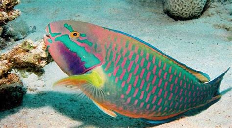 Titanicthys (The Parrotfish Building Aid and... "Armorer") - Creature ...