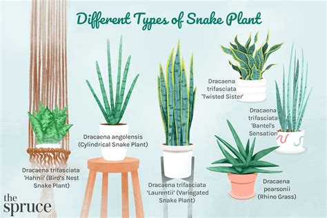 Snake Plant: Care & Growing Guide