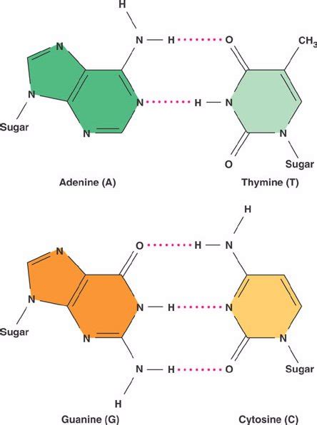 Why is chargaff's rule important to DNA? | Socratic