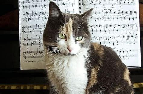 Do Cats Prefer Classical Music? - The Purrington Post