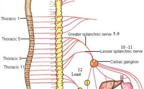 easyhumanatomy: summary of Celiac plexus : easy and simple way