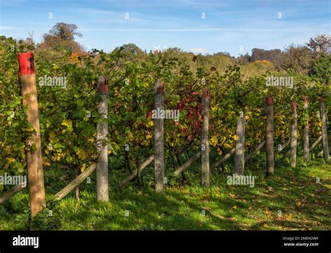 Halnaker Windmill as seen through the vineyards, West Sussex, England Stock Photo - Alamy