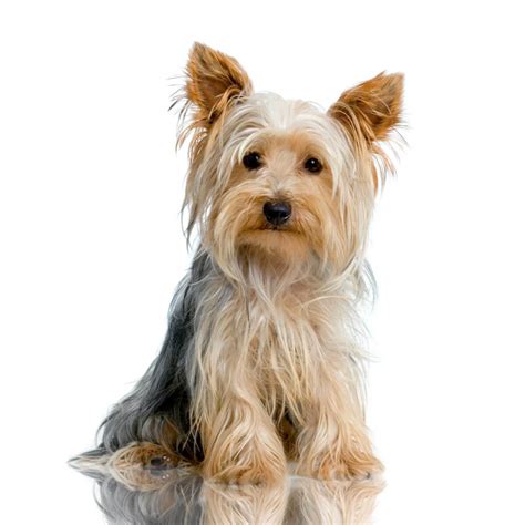 Yorkshire Terrier Dog Breed » Information, Pictures, & More