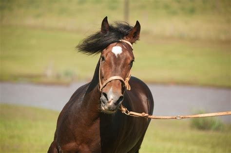 8 Ways to Achieve Natural Horsemanship - Writers Evoke