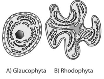 Ultra Structure of Chloroplast in Algae : Plantlet