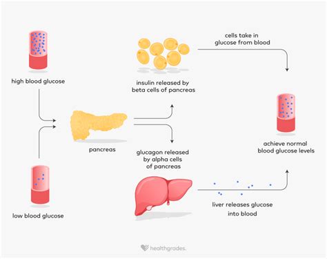 Glucagon: Function and Related Conditions