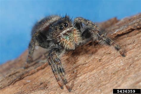 daring jumping spider (Phidippus audax)