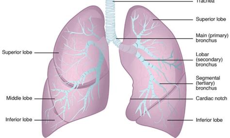 Anatomy of the lungs: External features, Blood supply and Nerve supply