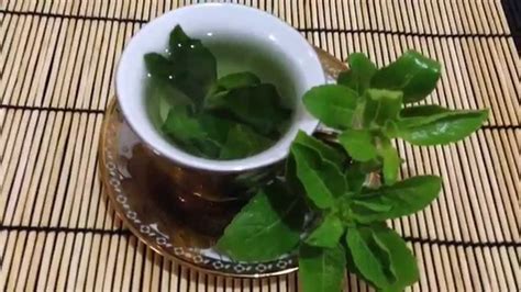 Make Holy Basil Tea: A Step-by-Step Guide on How to Brew this Immune-Boosting Herbal Infusion ...