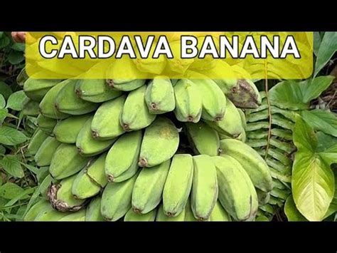 CARDAVA BANANA BUY AND HARVEST - YouTube