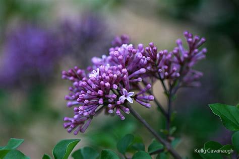 "Dwarf Korean Lilac" by Kelly Cavanaugh | Redbubble