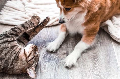 How to Teach Your Puppy to Live with Your Cat