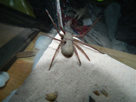 Sicarius terrosus/Six-Eyed Sand Spider. by xMiPHISTox on DeviantArt