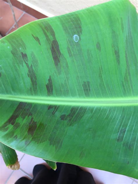 Banana | Purple streaks on banana leaves