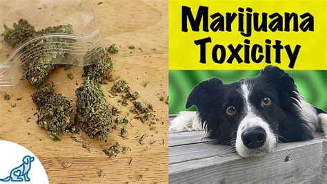 Marijuana Poisoning In Dogs - Dangerous Signs And Treatment - YouTube