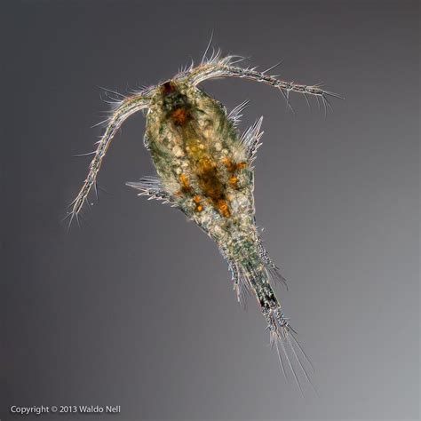 copepod | Beautiful bugs, Crustaceans, Fly fishing