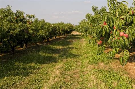 Peach Tree Fertilizer Requirements - Wikifarmer