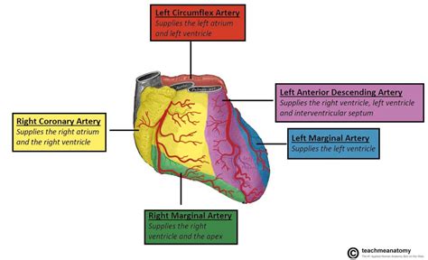 Vasculature of the Heart - TeachMeAnatomy