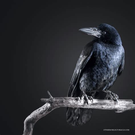 What Do Crows Symbolize? Number of Crows, Feathers and More