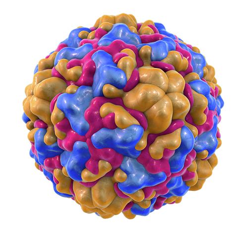 Rhinovirus Photograph by Kateryna Kon/science Photo Library