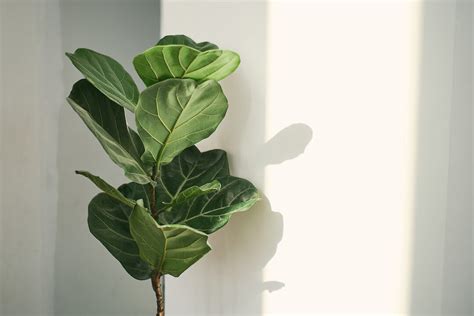 Growing A Fig Tree Indoors: How To Grow A Healthy Indoor Fig - Minneopa ...