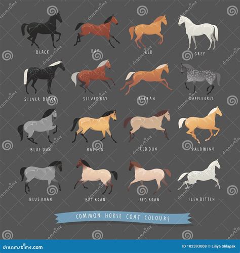 Common horse coat colours stock vector. Illustration of bitten - 102393008