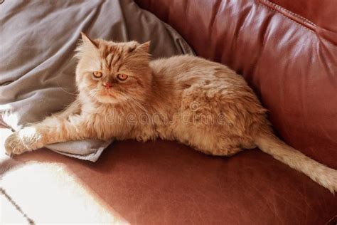 Brown persian cat stock photo. Image of breed, front - 196018550