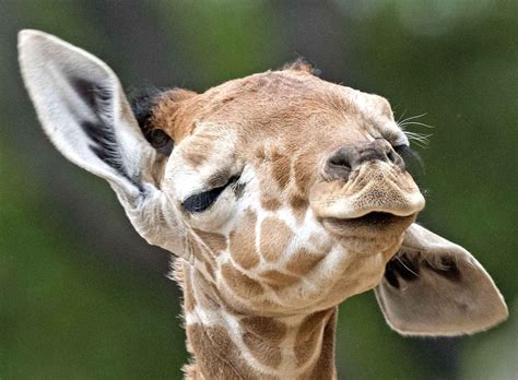 Un bébé girafe se secoue la tête au zoo de Erfurt, en Allemagne. | Animaux, Photo animaux, Bébé ...