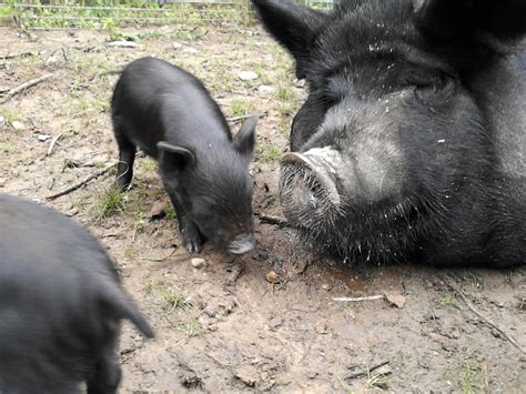 Shaker Hill Farm: American Guinea Hogs