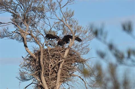 Wedge-Tailed Eagle — Woofpurnay Veterinary Hospital | Professional ...