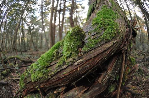 Aokigahara Forest, 11/2016