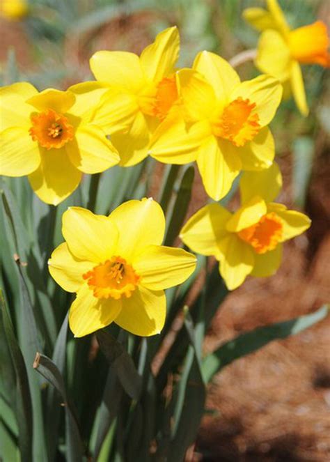 Southern Gardening: Spring-flowering daffodils are a garden staple in state By Gary Bachman ...