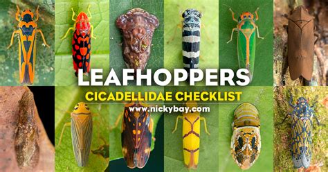 Cicadellidae Checklist: Leafhoppers - Macro Photography by Nicky Bay