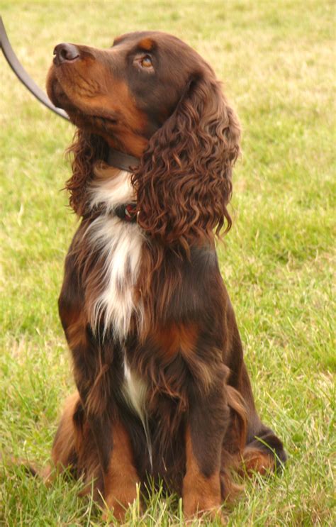 english cocker spaniel - Google Search | Spaniel puppies, Cocker spaniel dog, Dogs