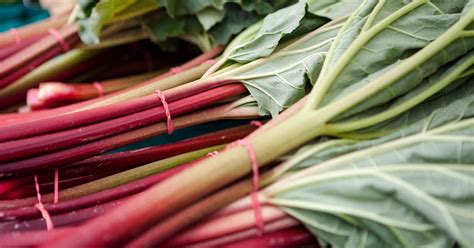 Are Rhubarb Leaves Poisonous?