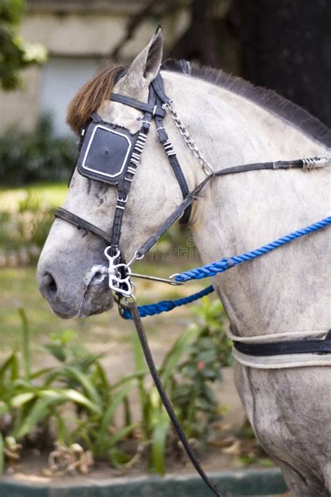 White horse with eye patch stock photo. Image of horse - 2280270