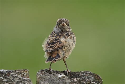 Photo Collection: Passerine, Bird