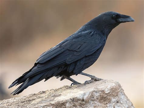 Chihuahuan Raven - eBird