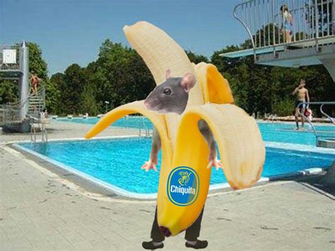 rat in banana costume?? : r/rat