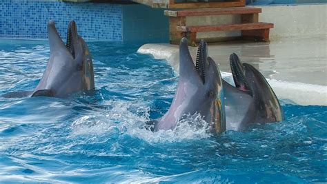 HD Dolphins Performing In A Dolphin Show, Playing With Balls, Closeup ...