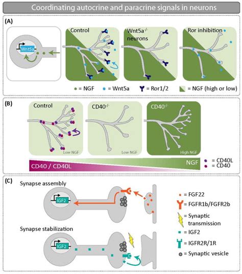 What neurons tell themselves: autocrine signals play essential roles in ...