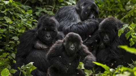 DR Congo Allows Oil Drilling In Wildlife Parks » Business Focus