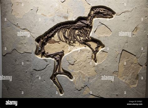 Hyracotherium Fossil