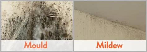 HowToRemoveBlackMold.com | RegTech