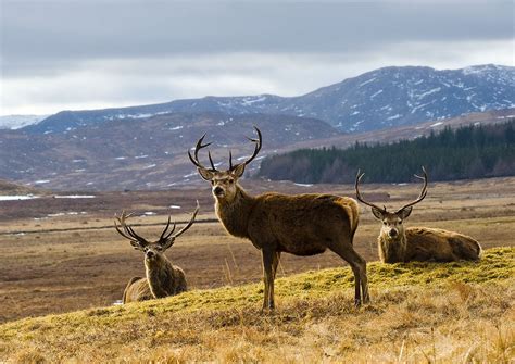 Red Deer Rutting in Scotland 2024 - Rove.me